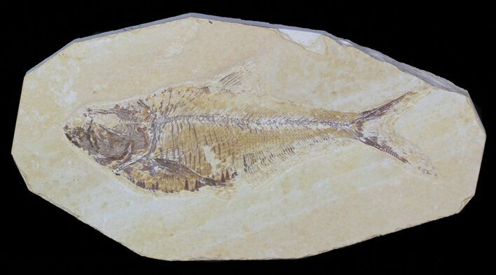 Diplomystus Fossil Fish - Wyoming #59424